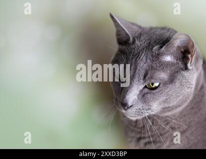 Portrait d'un chat d'origine russe Blue Pedigree Banque D'Images