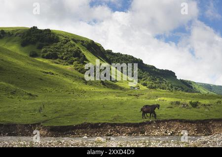 Une paire de chevaux paissant sur des pâturages verdoyants dans une vallée de montagne d'une gorge de montagne sur des collines de prairies et d'arbres dans le Caucase du Nord. Russie Banque D'Images