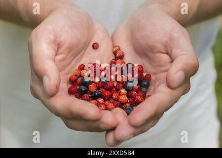 Gros plan les mains des hommes tiennent des baies de fraises sauvages et des bleuets dans les paumes de leurs mains Banque D'Images