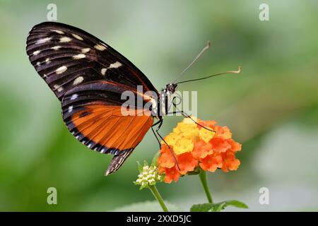 Papillon de passiflore tigre Banque D'Images