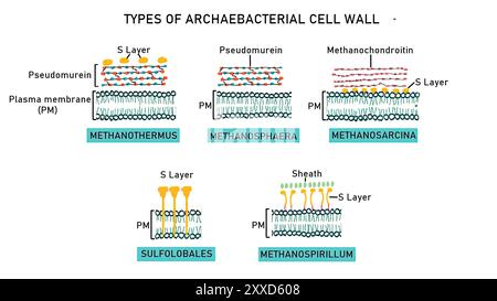 Illustration des parois cellulaires chez différentes archabactéries. Les parois cellulaires archéabactériennes sont composées de différents polysaccharides et protéines (le peptidoglycane est absent). Banque D'Images