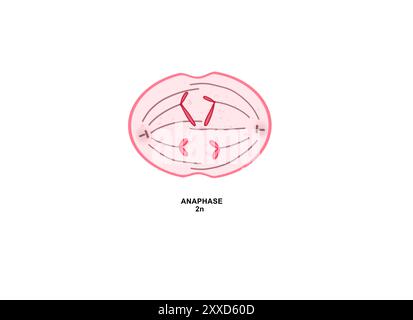 Anaphase, illustration. L'anaphase est la quatrième phase de la mitose, le processus qui sépare le matériel génétique dupliqué transporté dans le noyau d'une cellule mère en deux cellules filles identiques. Banque D'Images