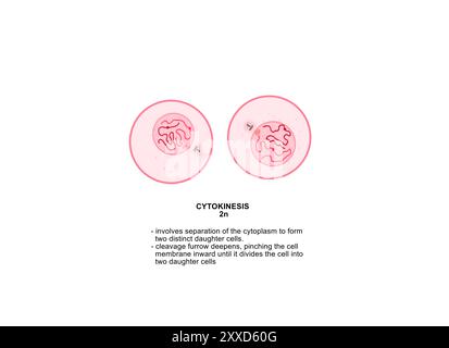 Cytocinèse, illustration. La cytocinèse est le processus physique de division cellulaire, qui divise le cytoplasme d'une cellule parentale en deux cellules filles. Banque D'Images