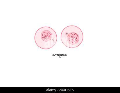 Cytocinèse, illustration. La cytocinèse est le processus physique de division cellulaire, qui divise le cytoplasme d'une cellule parentale en deux cellules filles. Banque D'Images