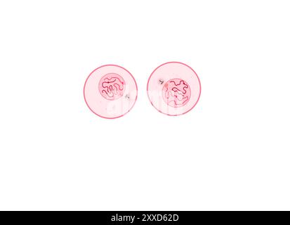 Cytocinèse, illustration. La cytocinèse est le processus physique de division cellulaire, qui divise le cytoplasme d'une cellule parentale en deux cellules filles. Banque D'Images