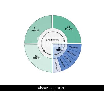 Cycle cellulaire, illustration. Le cycle cellulaire est composé d'une interphase (phases G1, S et G2), suivie de la phase mitotique (mitose et cytocinèse) et de la phase G0. Banque D'Images