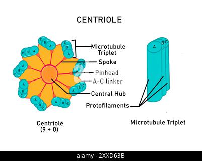 Structure d'un centriole, illustration. Un centriole est un organite cylindrique qui est une composante du centrosome (centres organisateurs des microtubules). Les Centrioles sont composés de tubuline protéique et jouent un rôle important dans l'organisation des microtubules pendant la division cellulaire. Banque D'Images