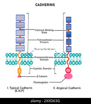 Cadhérines, illustration. Les cadhérines sont un type de molécule d'adhésion cellulaire (CAM). Ce sont des protéines membranaires intégrales de classe 1 et sont de deux types, soit des cadhérines typiques (cadhérines E, N, P), soit des cadhérines atypiques (desmocoilline et desmogléine), selon les protéines intracellulaires qu'elles lient. Banque D'Images