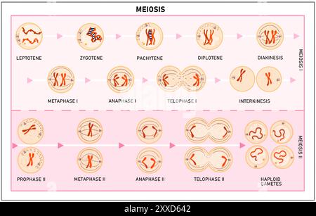 Méiose, illustration. La méiose est le processus par lequel une seule cellule se divise deux fois pour former quatre cellules filles haploïdes. Banque D'Images