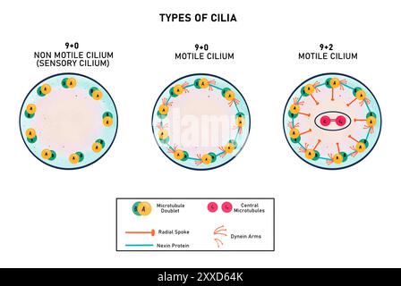 Différents types de cilium, illustration. Deux types de cils sont trouvés chez les eucaryotes, motiles et non motiles. Les cils mobiles ont deux variantes de disposition des microtubules, soit 9+2 ou 9+0 en coupe transversale. Les cils non mobiles ont un arrangement de microtubules 9+0. Banque D'Images