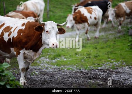 Vaches sur les alpages en été dans les Alpes autrichiennes Banque D'Images