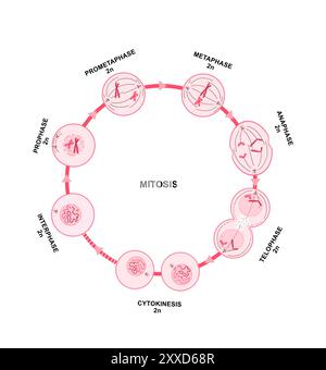 Mitose, illustration. La mitose est le processus par lequel une cellule réplique ses chromosomes, puis les sépare, produisant deux noyaux identiques en préparation de la division cellulaire. Banque D'Images