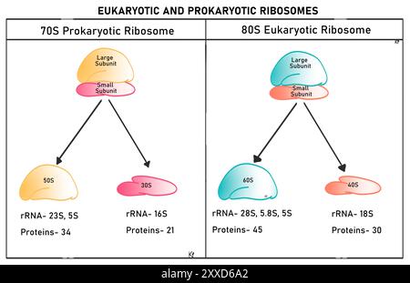 Ribosomes procaryotes et eucaryotes, illustration. Les cellules procaryotes et les cellules eucaryotes ont des ribosomes différents, appelés respectivement 70S et 80S. Ils diffèrent dans leurs sous-unités. Les ribosomes 70S sont constitués de deux unités. Une grande sous-unité (50S) et une petite sous-unité (30S). Les ribosomes 80S ont aussi deux sous-unités, une grande sous-unité (60S) et une petite sous-unité (40S). Banque D'Images