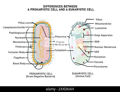 Illustration montrant les différences entre une cellule procaryote et une cellule eucaryote en ce qui concerne la présence ou l'absence d'une paroi cellulaire, les organites membranaires et l'organisation du matériel nucléaire. Banque D'Images