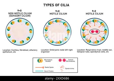 Différents types de cilium, illustration. Deux types de cils sont trouvés chez les eucaryotes, motiles et non motiles. Les cils mobiles ont deux variantes de disposition des microtubules, soit 9+2 ou 9+0 en coupe transversale. Les cils non mobiles ont un arrangement de microtubules 9+0. Banque D'Images