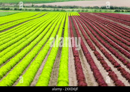 Laitue d'agneau, Lollo bionda et Lollo rossa, basse-Saxe, Allemagne, Europe Banque D'Images