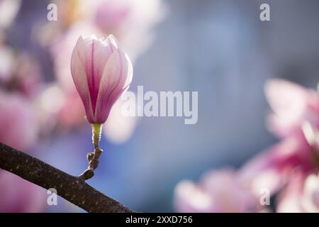 Magnolia arbre en fleurs au printemps, belles fleurs roses Banque D'Images