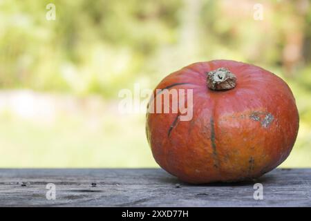 La citrouille orange est couchée sur une table en bois rustique. Espace texte Banque D'Images