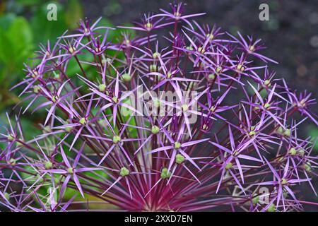 Sternkugellauch (Allium christophii) Banque D'Images