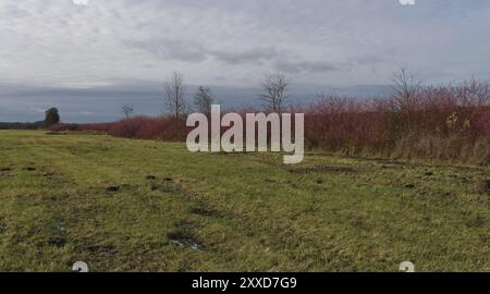 Haie commune de Dogwood près de Trebbin, district de Teltow-Flaeming, Brandebourg, Allemagne, Europe Banque D'Images