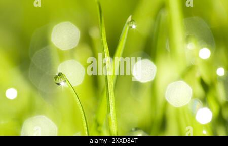 Macro herbe et gouttes de rosée Banque D'Images