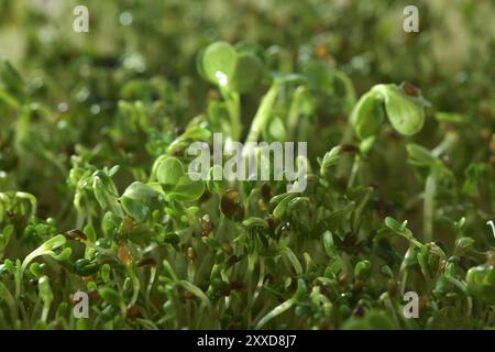 Le cresson d'eau (Nasturtium officinale) pousse dans un sprouter, arrière-plan artistique en gros plan vert. Banque D'Images