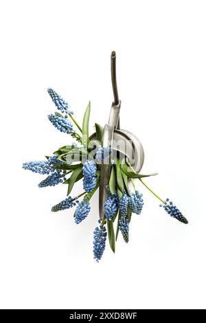 Nature morte avec jacinthes de raisin dans un arrosoir décoratif en métal Banque D'Images