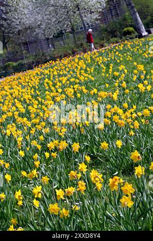 Jonquilles en fleurs dans le parc Banque D'Images