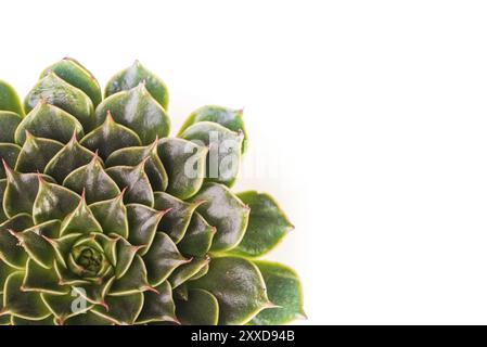 Vue rapprochée de dessus du motif de rosette naturelle verte d'une plante succulente, l'Echeveria Capri. Macro de mise au point sélective abstraite isolée sur Banque D'Images