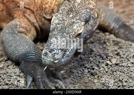 Dragon de Komodo à l'état sauvage sur l'île de Flores en Indonésie Banque D'Images