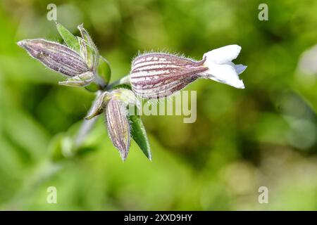 Campion blanc (Silene latifolia) devant la floraison, Allemagne, Europe Banque D'Images