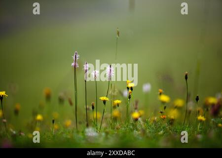 Prairie alpine avec ribwort et kr Banque D'Images