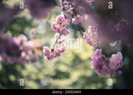 Gros plan photo des cerisiers en fleurs roses, espace de copie Banque D'Images