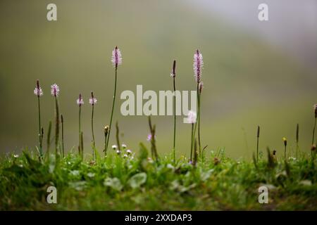 Prairie alpine avec ribwort et kr Banque D'Images