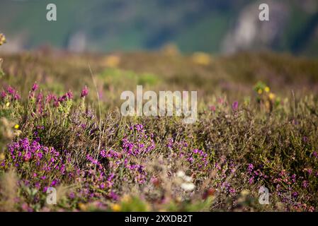 Landes en été au Cap Fréhel en Bretagne, France, Europe Banque D'Images