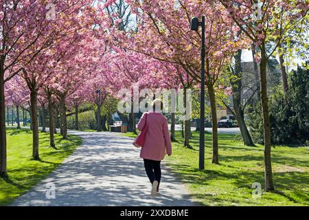 Avenue des cerisiers, rempart, Stadthagen, Basse-Saxe Banque D'Images