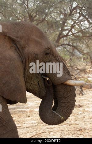 Éléphant du désert dans le lit sec de la rivière Huab, Damaraland, Namibie, ces éléphants se sont adaptés à l'extrême sécheresse de cette région. Le dese Banque D'Images