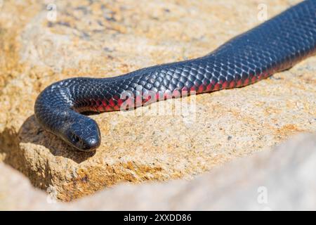 Gros plan d'un serpent noir à ventre rouge se prélassant au soleil sur un rocher à Lakes Entrance dans le Gippsland, Victoria, Australie. Banque D'Images