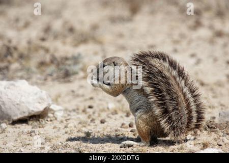 Écureuil terrestre du Cap (Xerus inauris) dans le parc national d'Etosha, Namibie, écureuil terrestre d'Afrique australe dans le parc national d'Etosha, Namibie, Afrique Banque D'Images