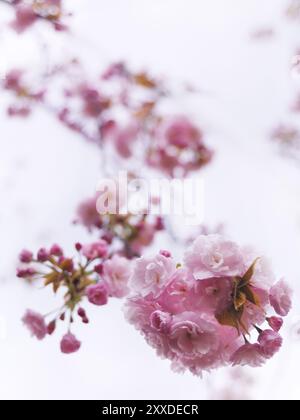 Gros plan du cerisier japonais en fleurs rose branche sur fond de ciel bleu. P. Lannesiana Sekiyama Banque D'Images