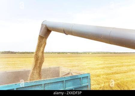 Moissonneuse-batteuse en action sur le champ de blé, déchargement des grains dans le corps Banque D'Images