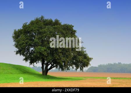 Arbre sur la digue de l'Elbe près de Randau Banque D'Images