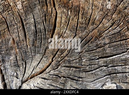 Surface d'un tronc d'arbre scié Banque D'Images