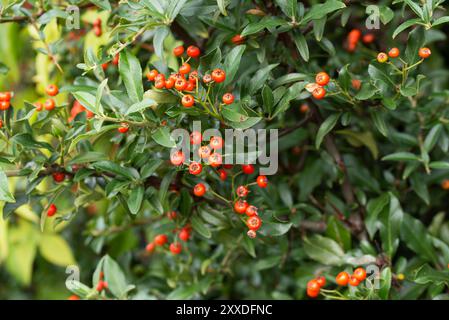 Écarlate firethorn, Pyracantha coccinea M. Roem Red Berry gros plan sélectif Banque D'Images