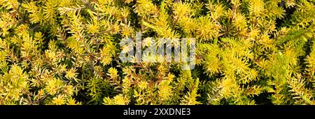 Panorama du feuillage d'Erica × darleyensis F. aureifolia 'Golden Perfect' dans un jardin en été Banque D'Images