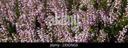 Panorama de fleurs de Calluna vulgaris 'Underwoodii' dans un jardin en été Banque D'Images