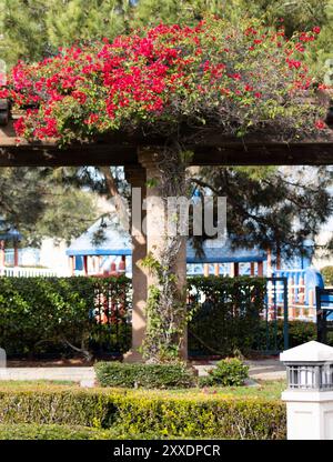 colonnes tapissant le chemin dans le jardin avec des fleurs roses Banque D'Images