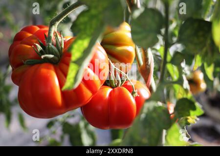 Belles tomates rouges en branche dans la maison verte , tomates biologiques . Banque D'Images