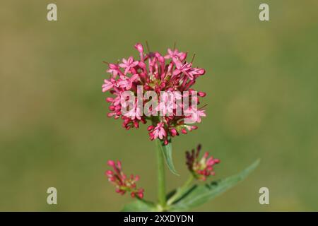 Gros plan sur les fleurs de valériane rouge ou la barbe de Jupiter (Centranthus ruber 'Çoccineus'). Famille du chèvrefeuille (Caprifoliaceae). Jardin hollandais délavé. Été, Banque D'Images