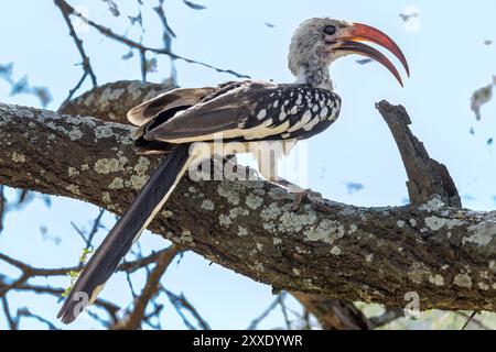 Hornbill à bec rouge, parc national de Tarangire, Tanzanie Banque D'Images